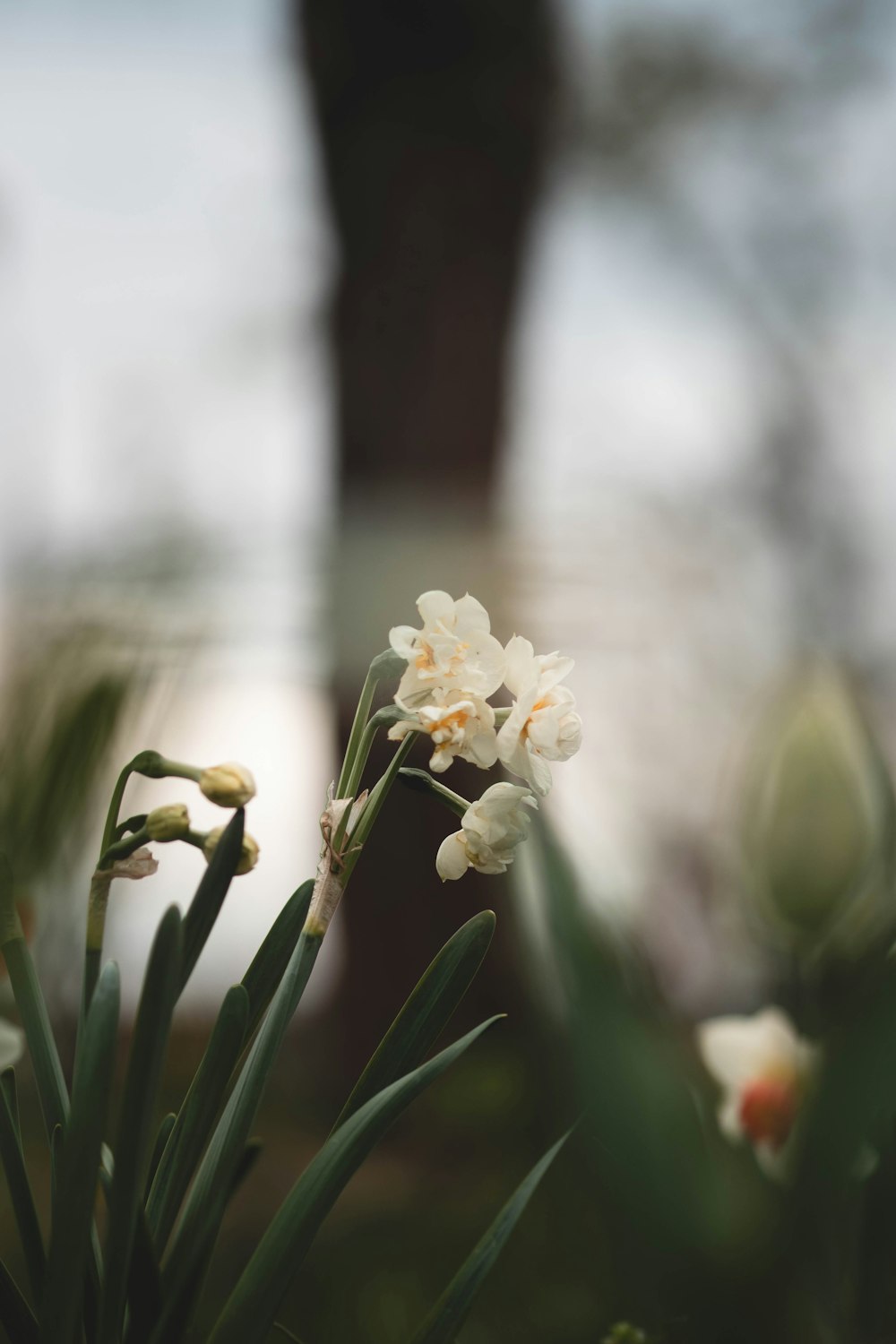 a close up of a flower with a blurry background