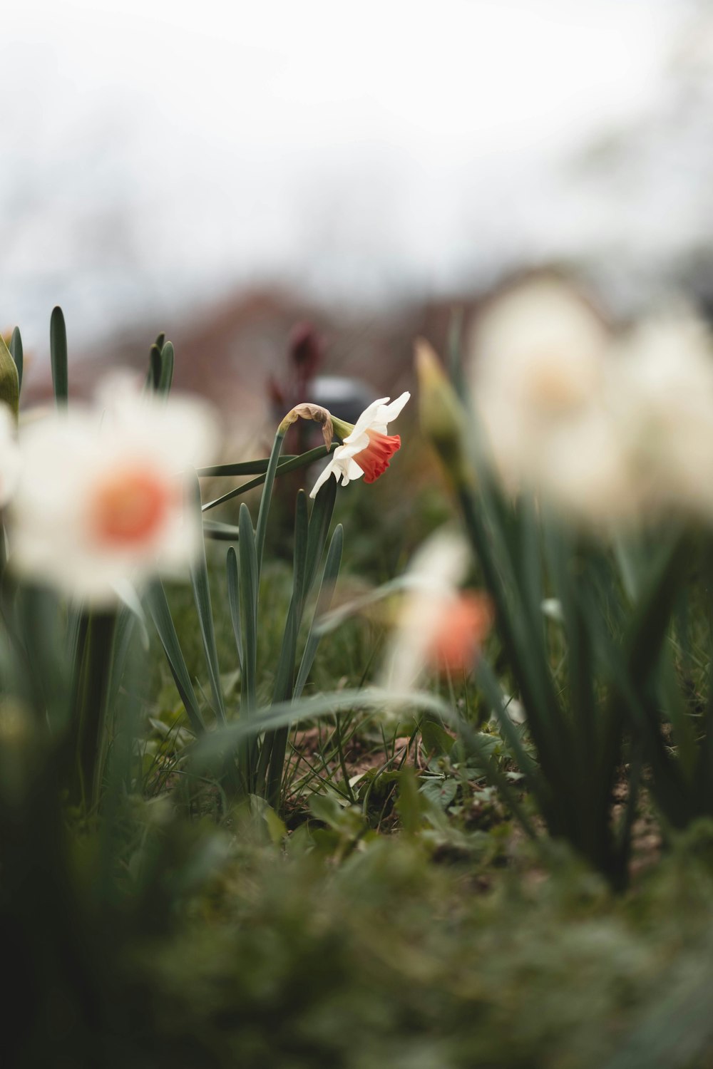 un bouquet de fleurs qui sont dans l’herbe