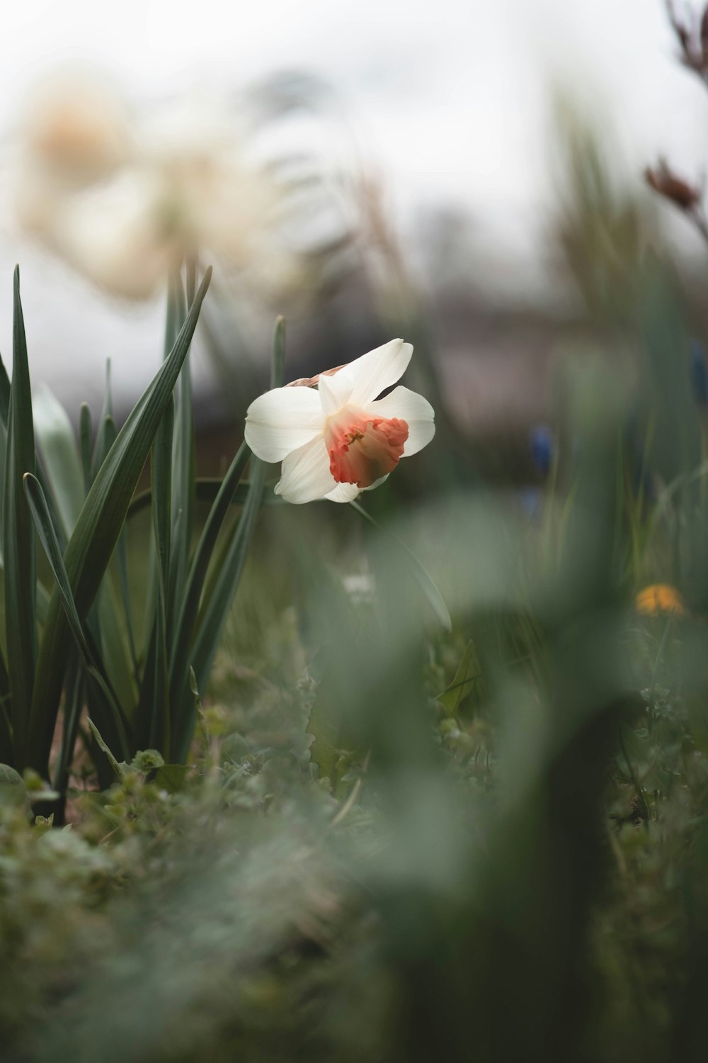 a single white flower with a red center