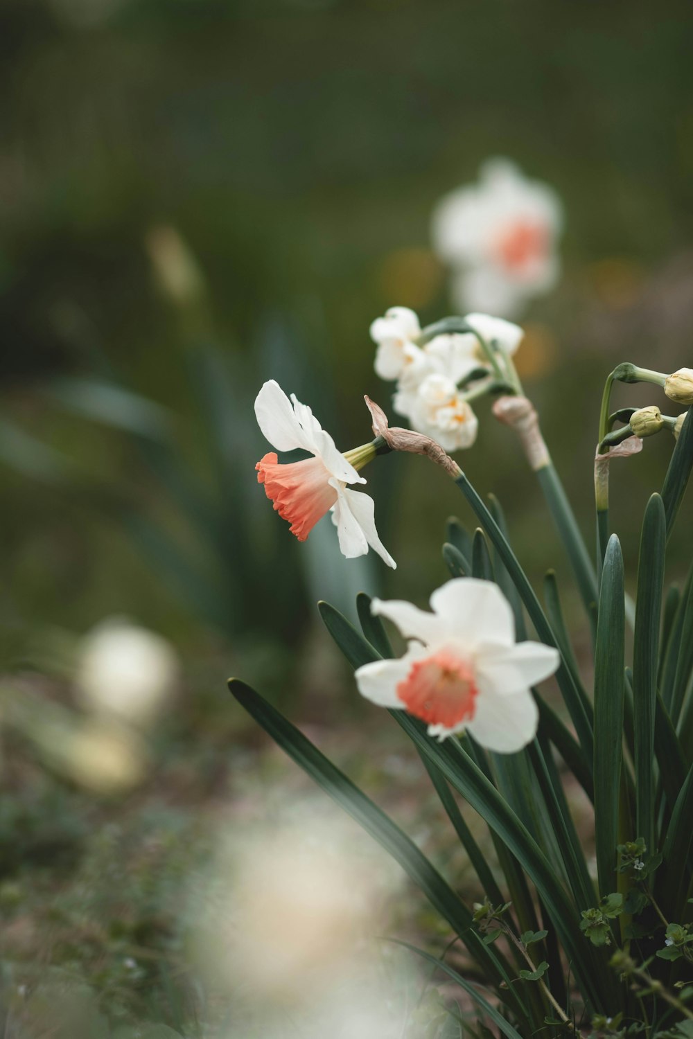 a bunch of flowers that are in the grass