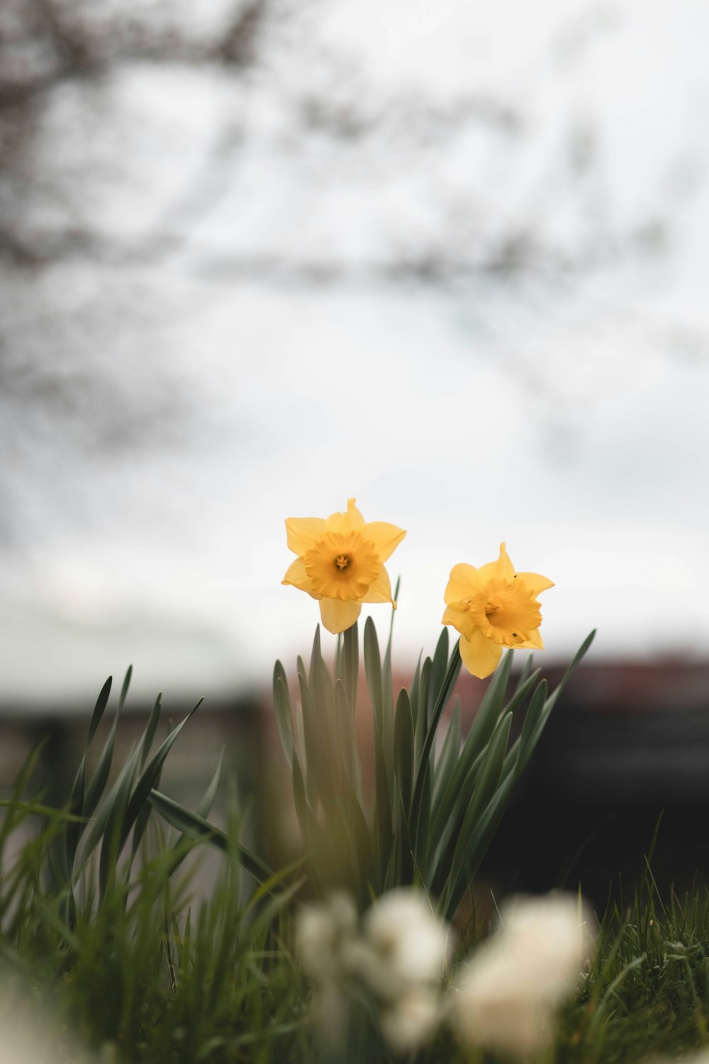 a couple of flowers that are in the grass