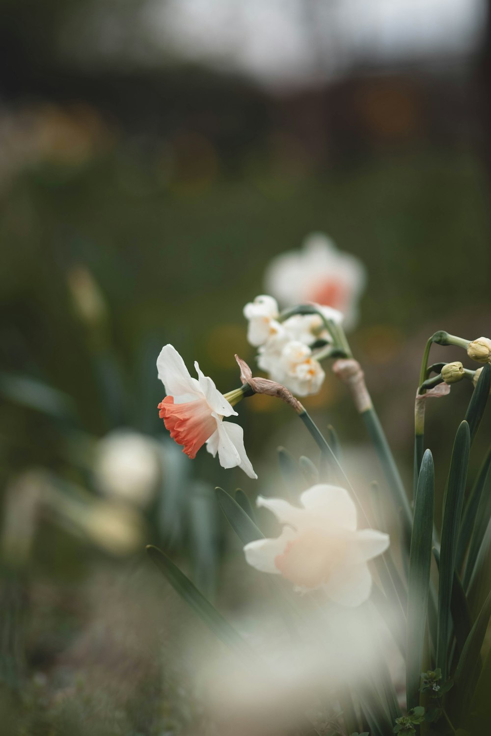 a bunch of flowers that are in the grass