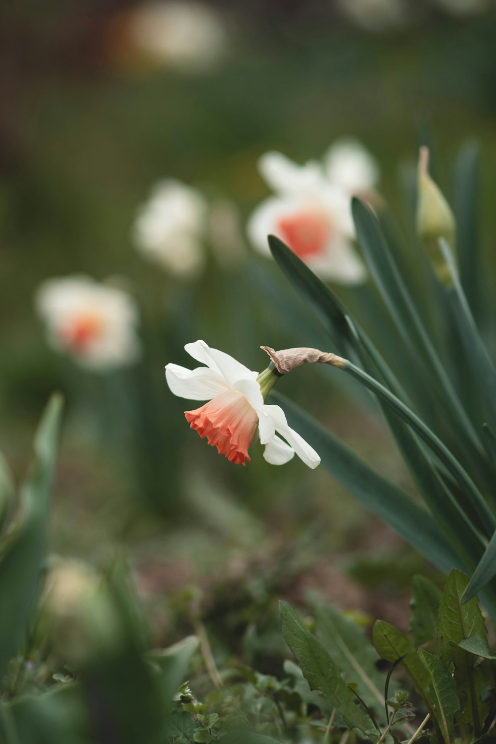 a group of white and orange flowers in a field