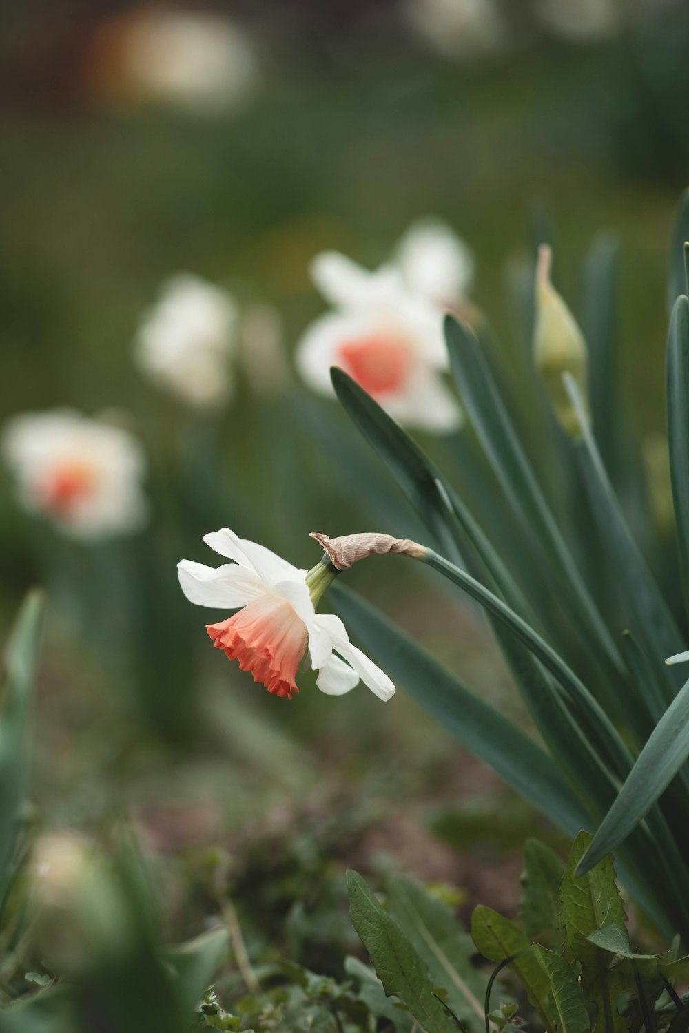 a bunch of flowers that are in the grass