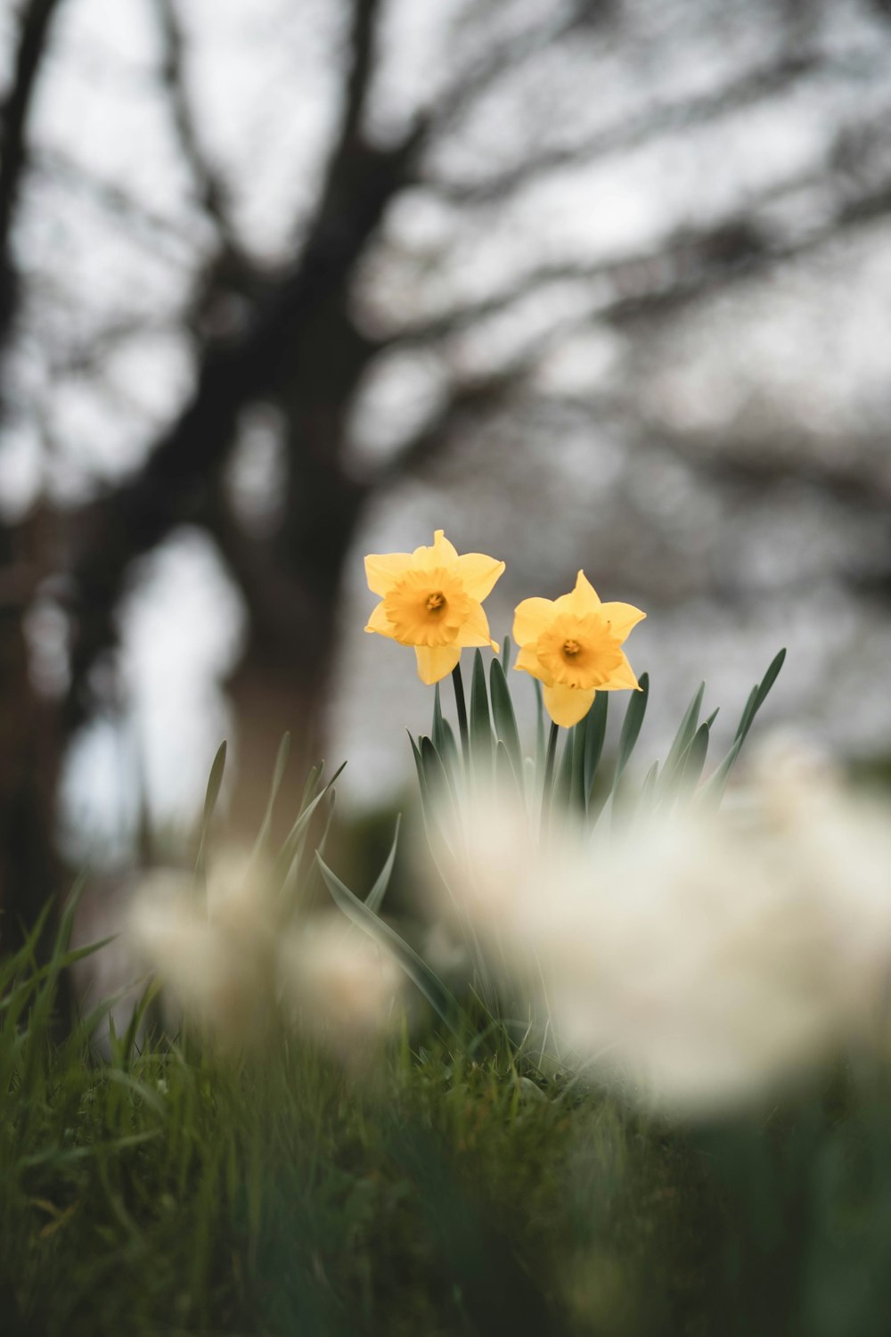 two yellow daffodils are in the grass