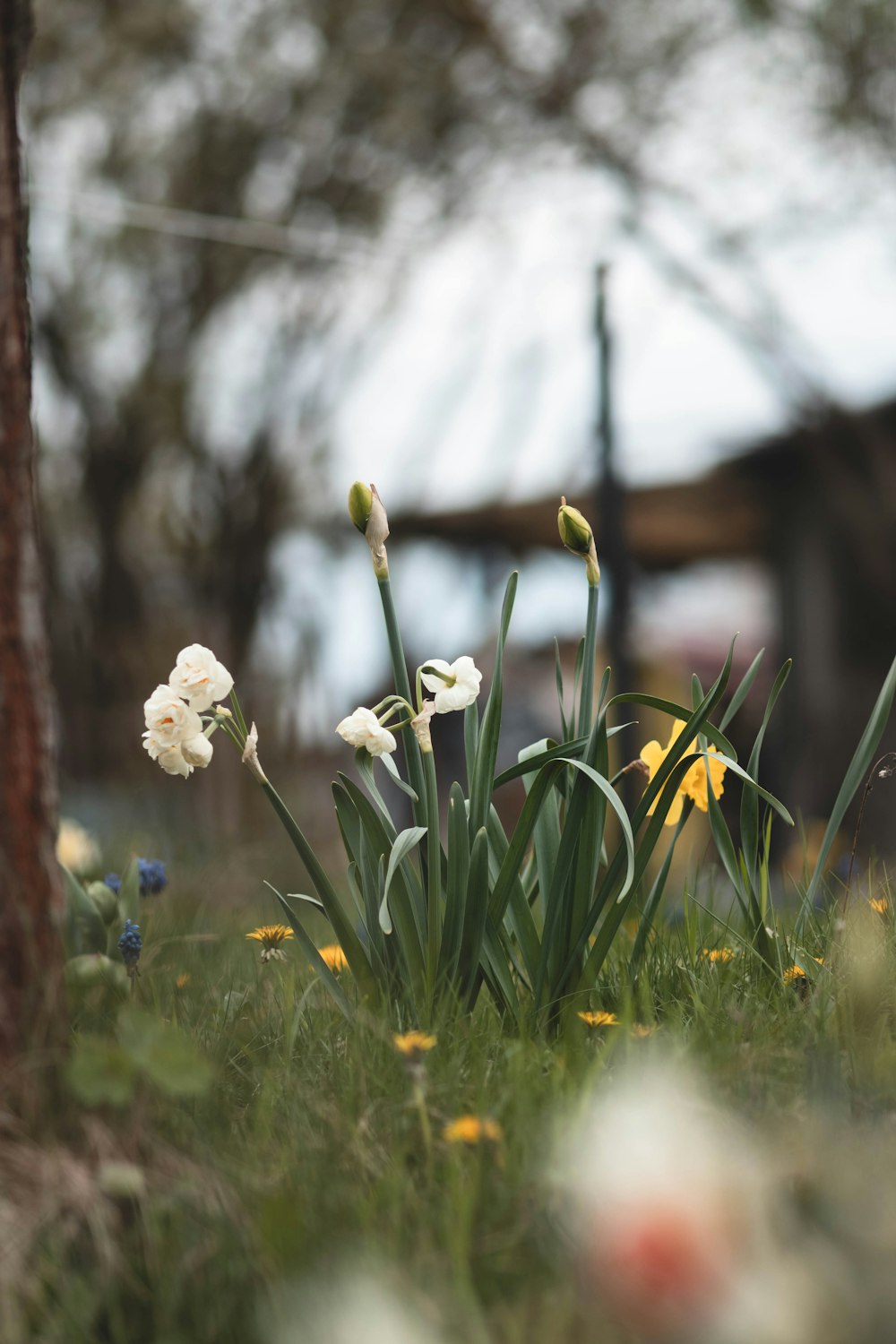 a bunch of flowers that are in the grass