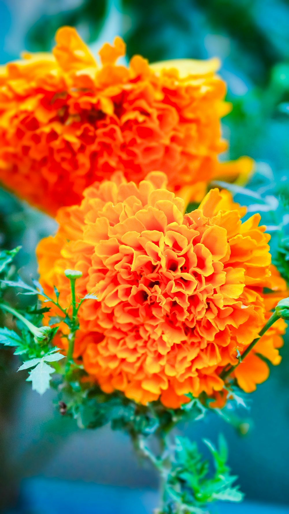 two orange and yellow flowers in a vase