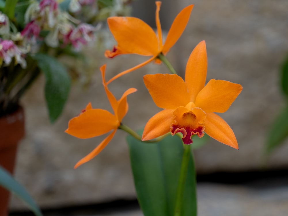 a close up of two orange flowers in a vase