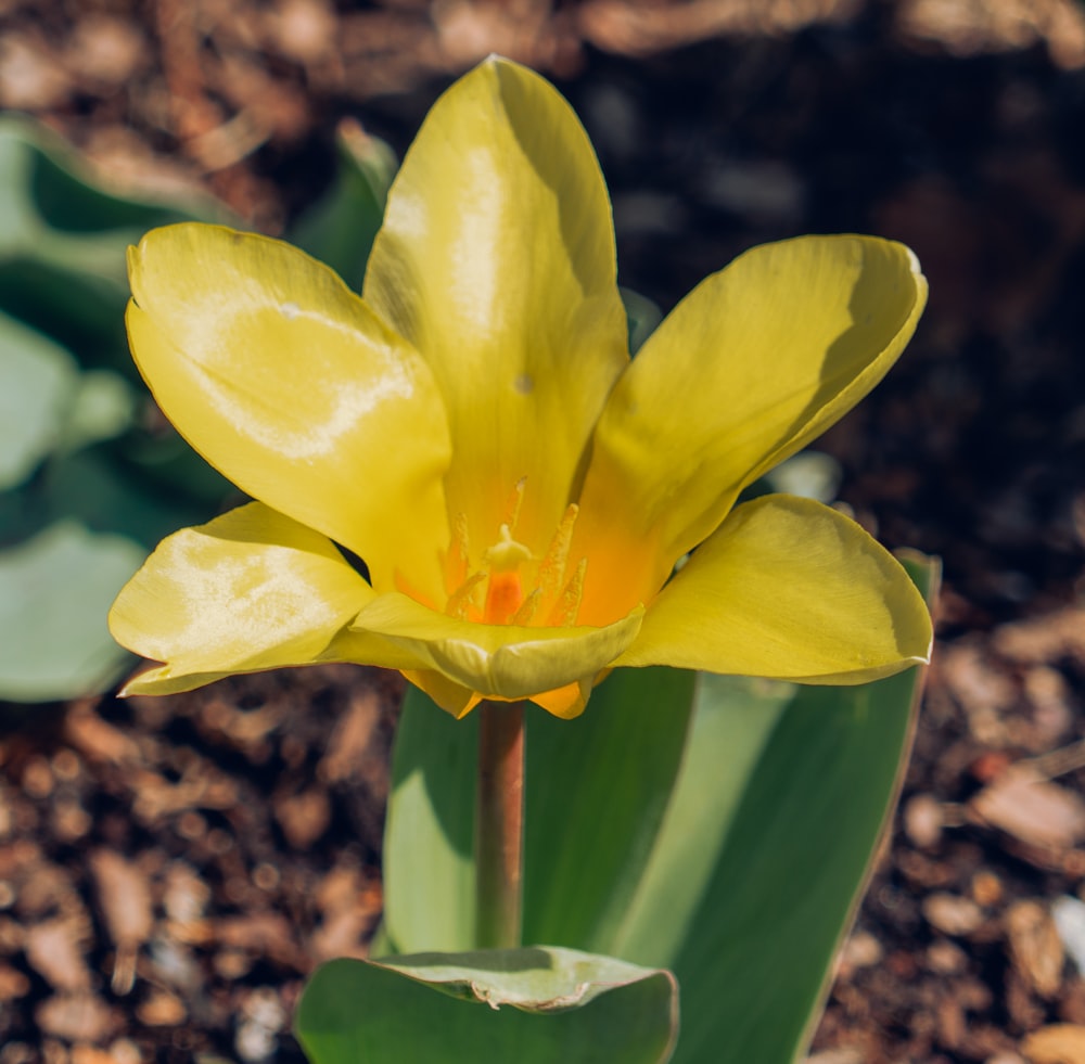 a close up of a yellow flower on a plant