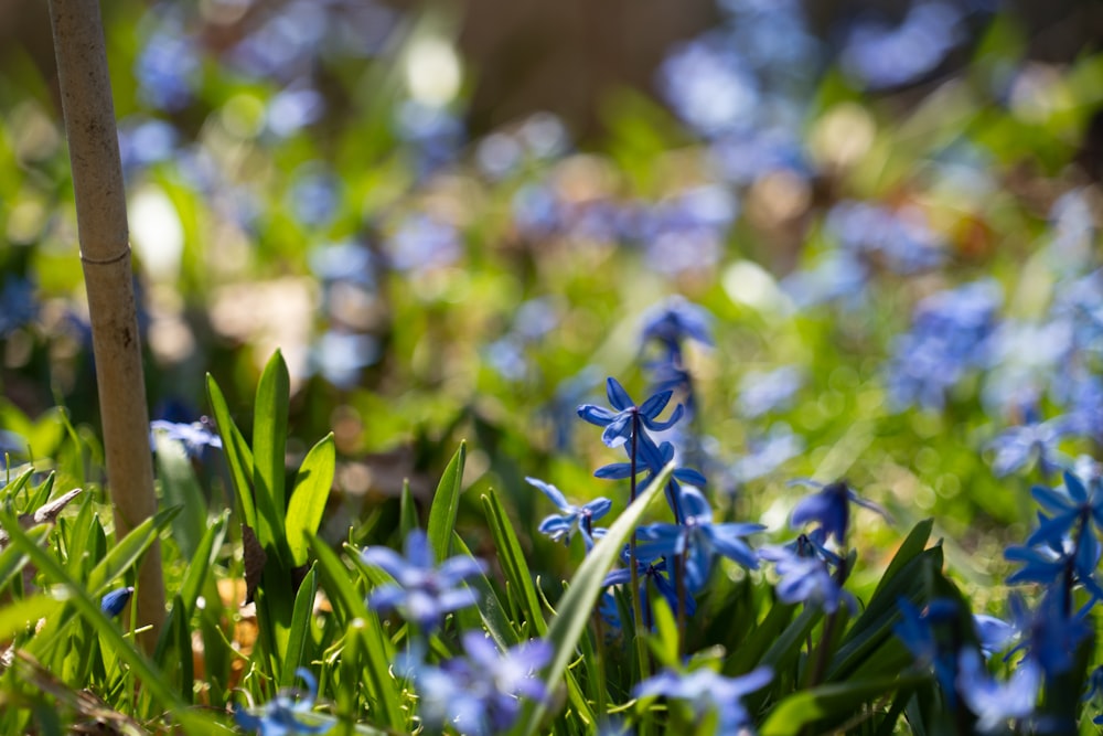 a bunch of blue flowers that are in the grass