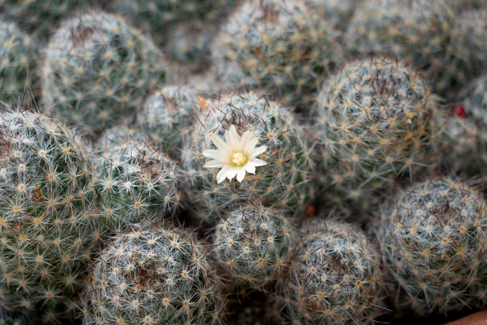 a close up of a cactus with a white flower