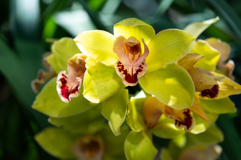 a close up of a yellow and red flower