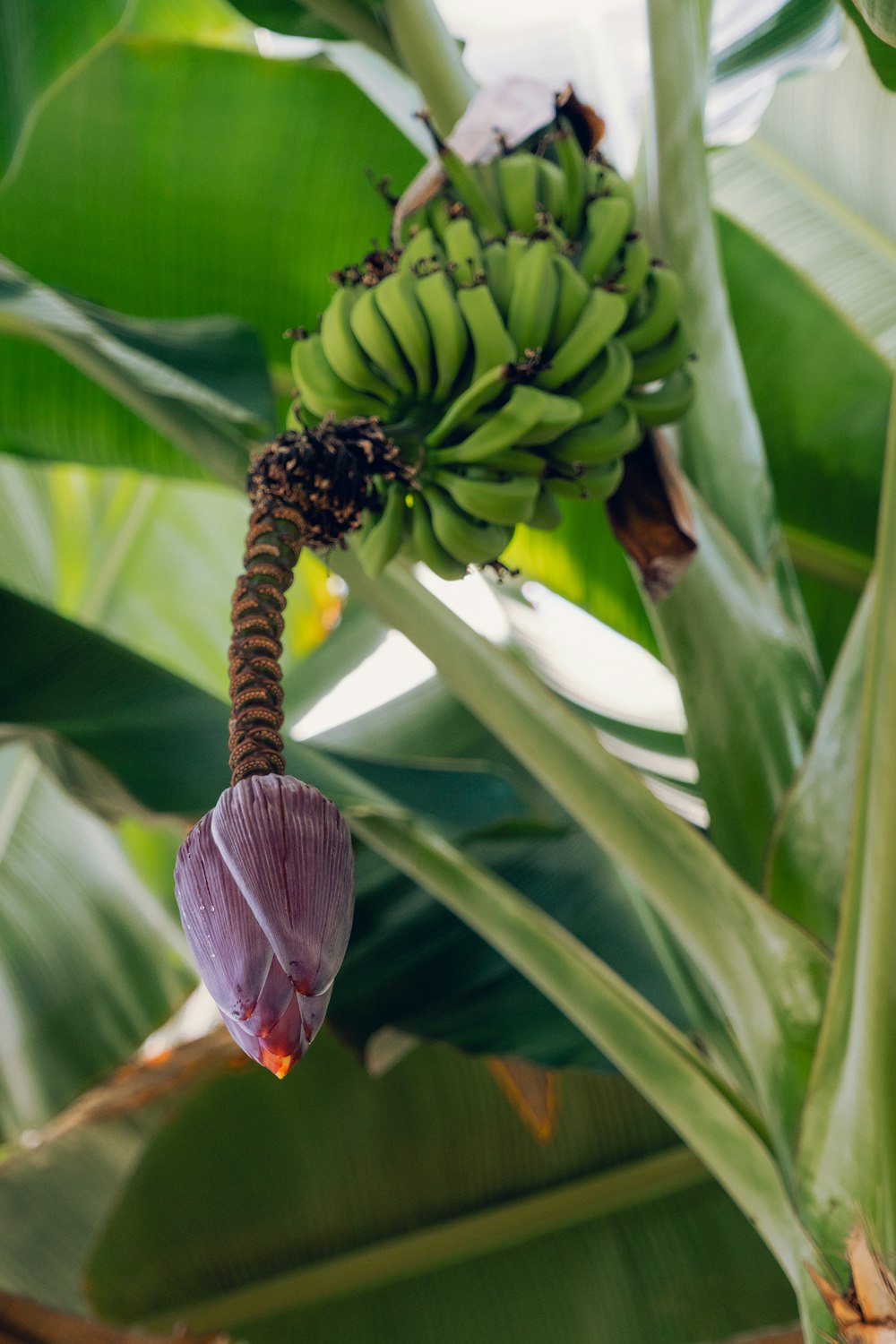 a bunch of green bananas hanging from a tree