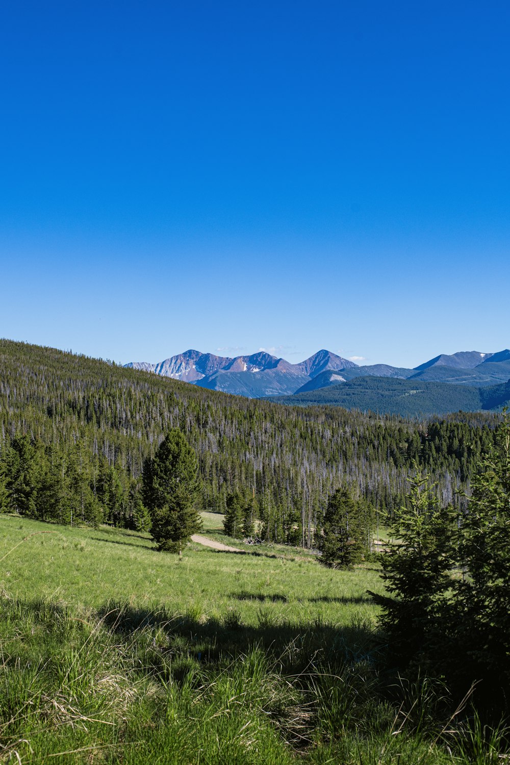 a grassy field with a mountain in the background