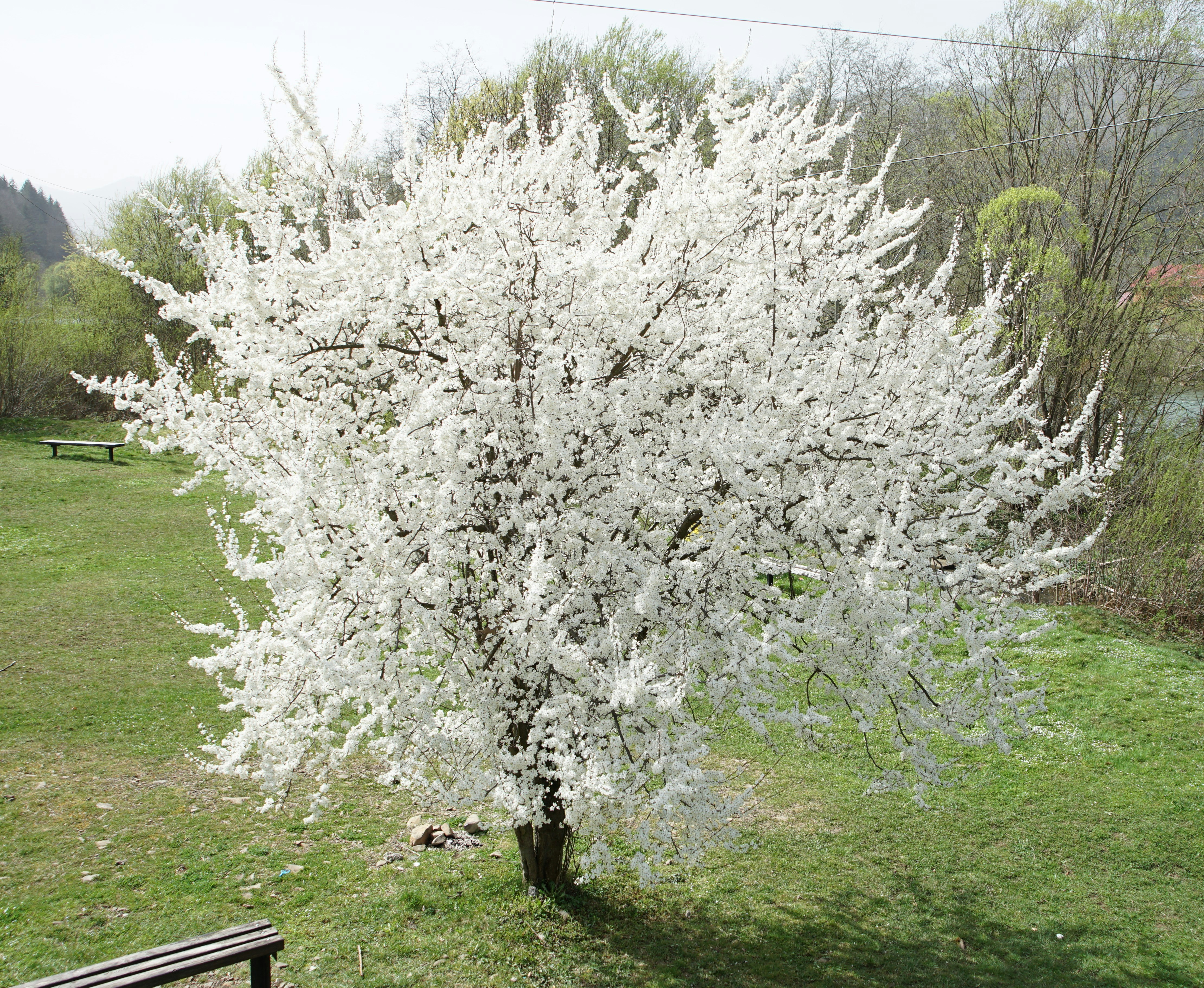 a large white tree in a grassy field