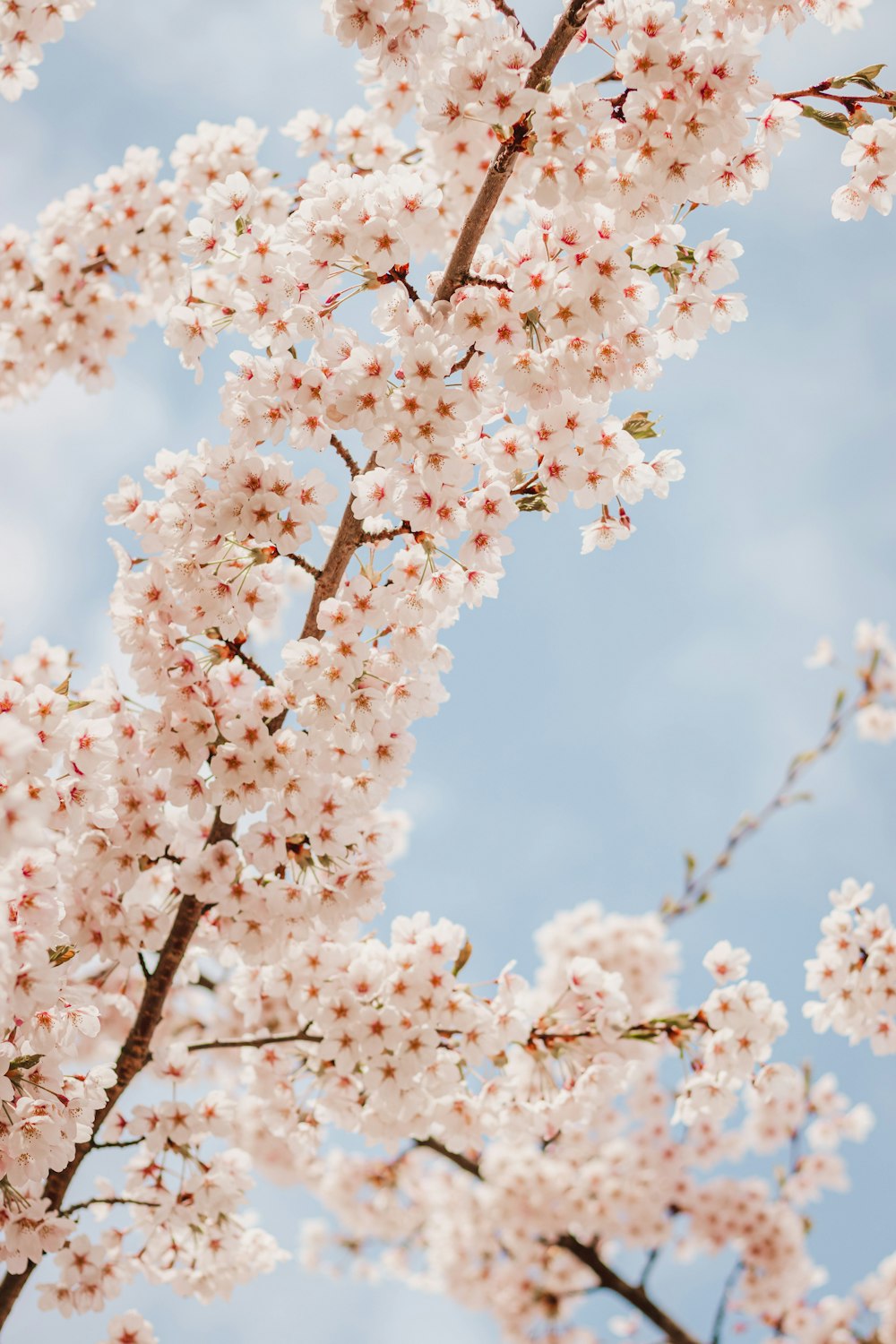 a close up of a tree with white flowers