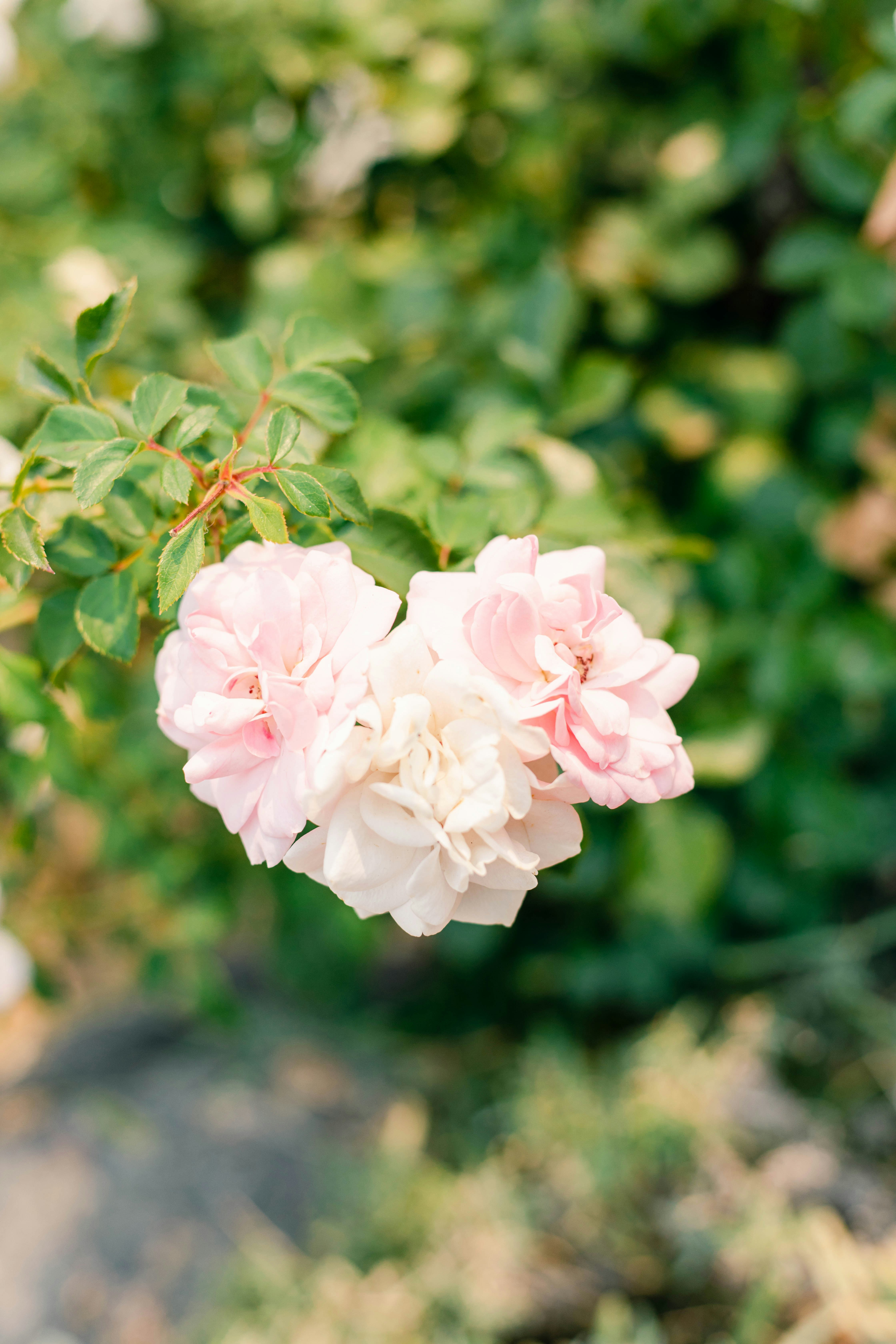 Photo by katemariephotos