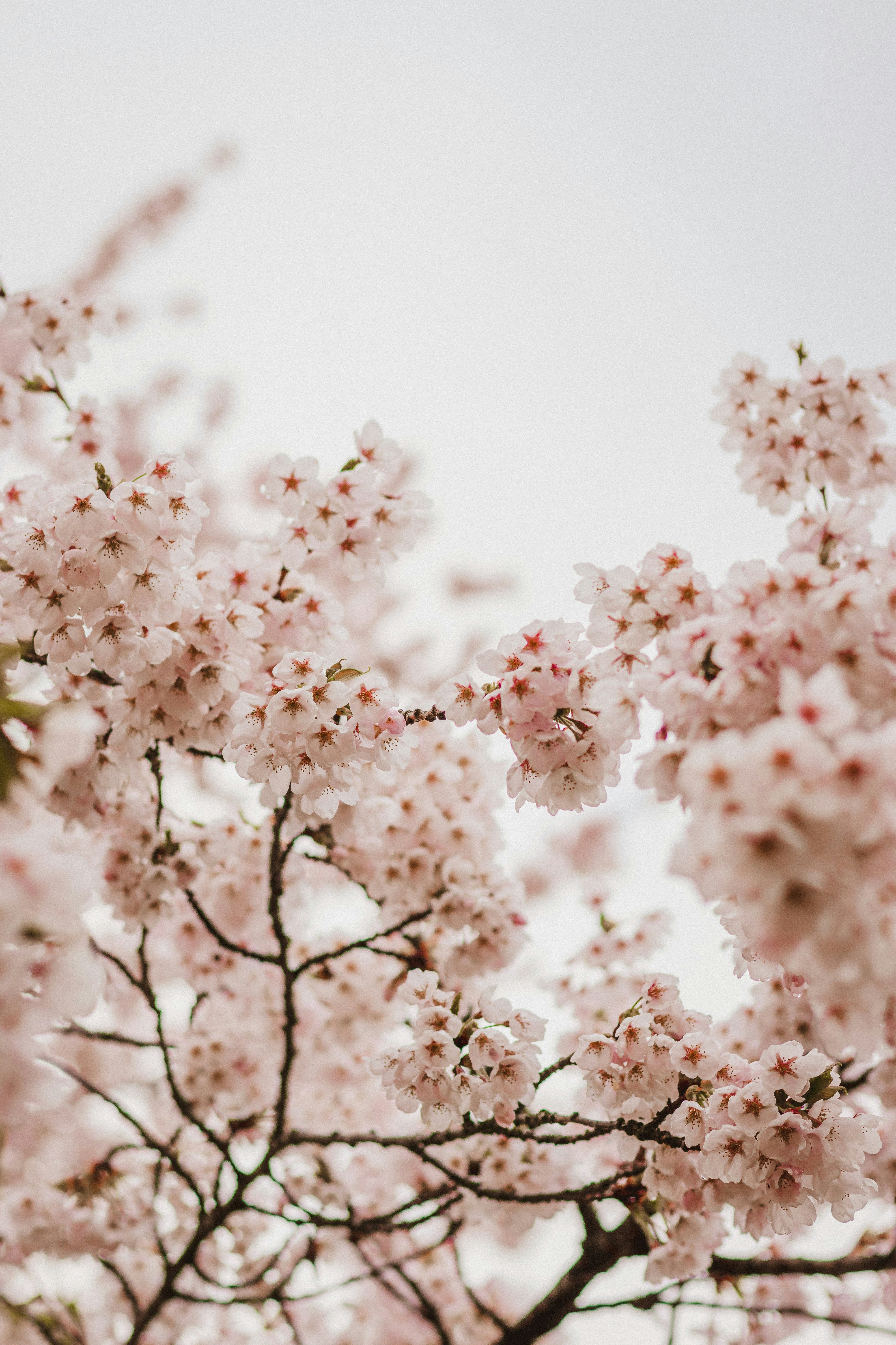 a tree filled with lots of pink flowers