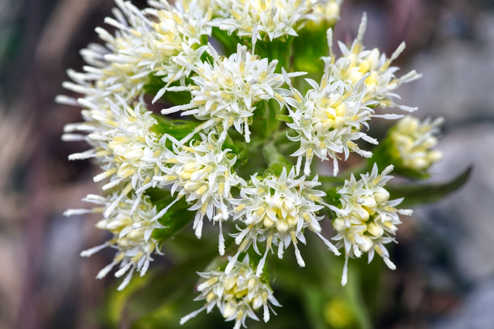 식물에 흰 꽃을 클로즈업한 A Close Up of a White Flower on a plant