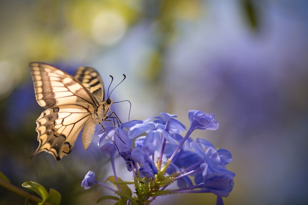 a butterfly sitting on top of a purple flower