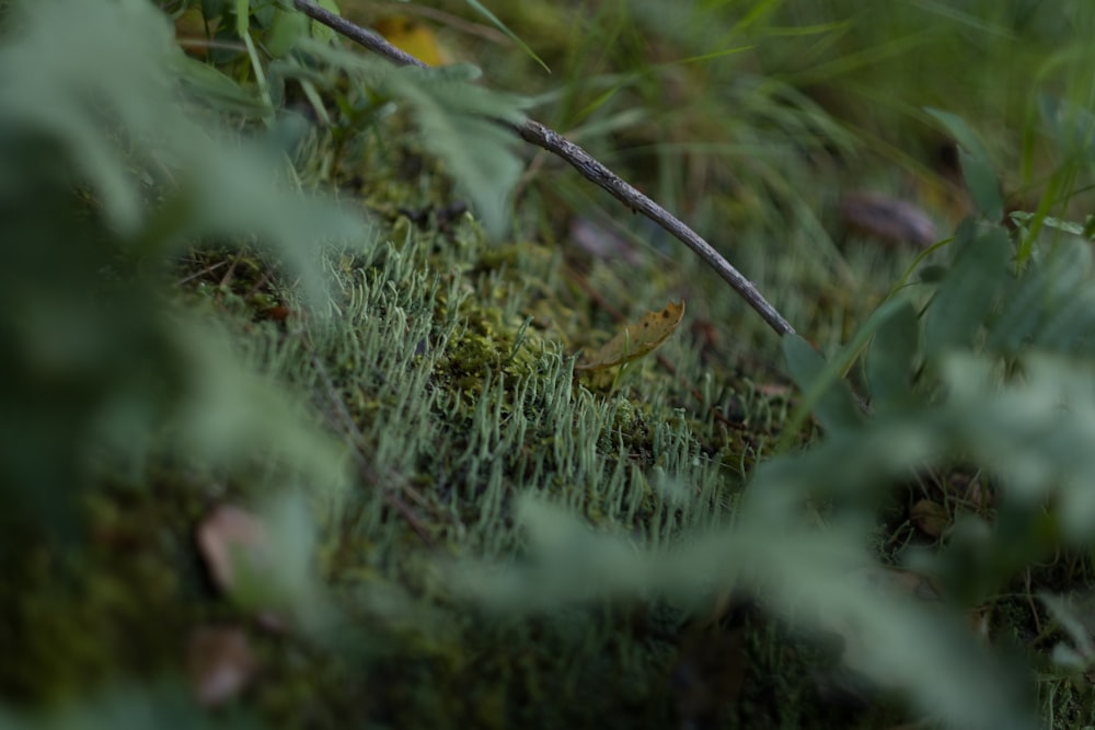 a close up of a small bird in the grass