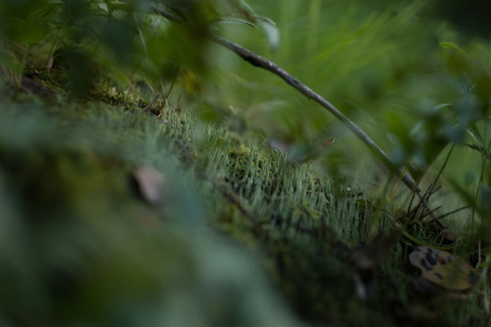 a blurry photo of grass and weeds