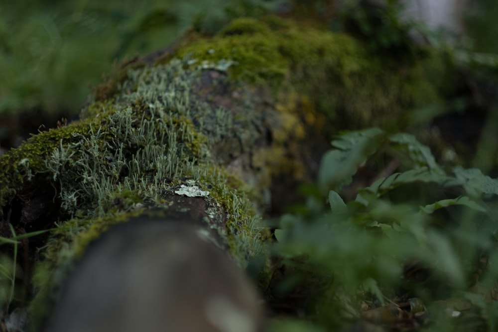 a moss covered log in the middle of a forest