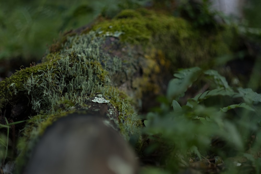 un rondin couvert de mousse au milieu d’une forêt