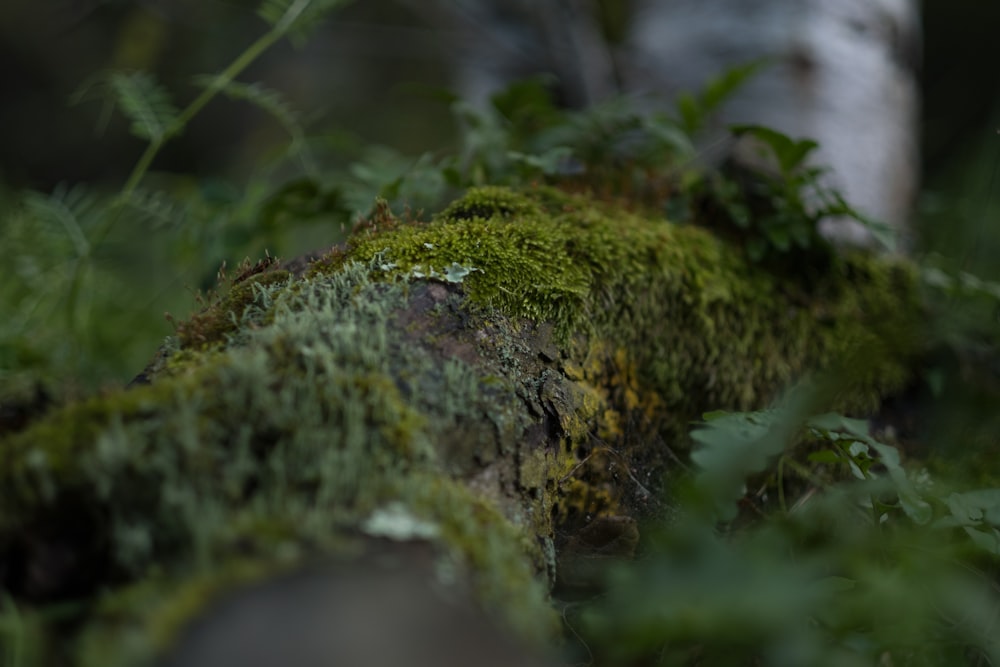 a close up of a mossy log in the woods