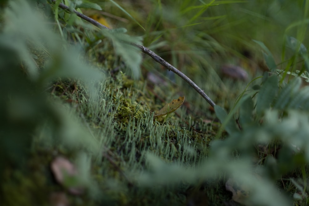 a close up of a small bird in the grass