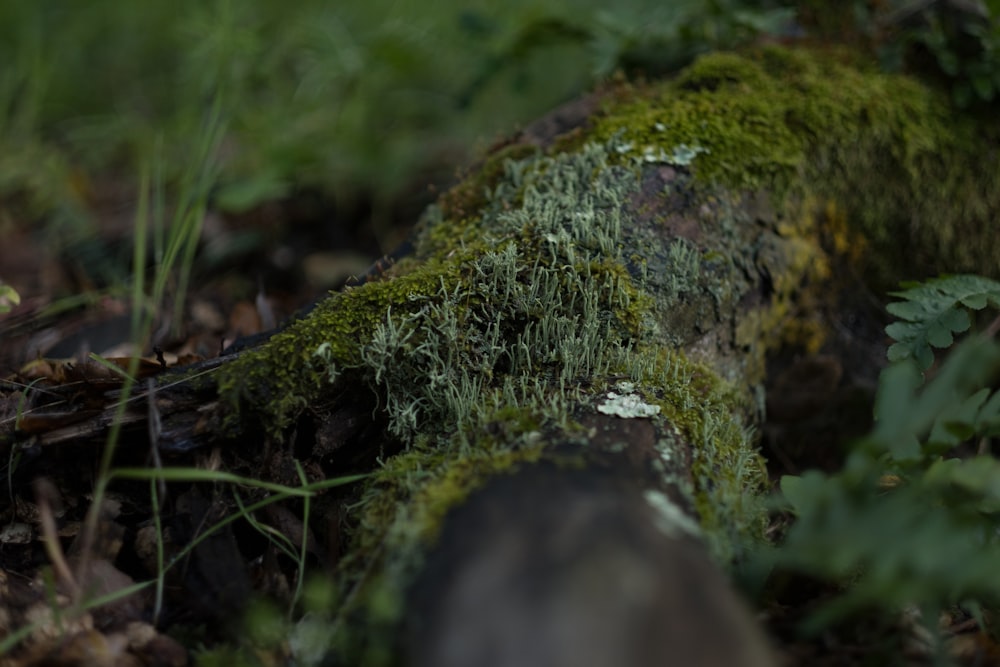 a moss covered log in the woods