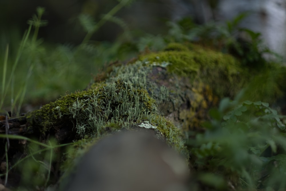 a close up of a mossy log in the woods