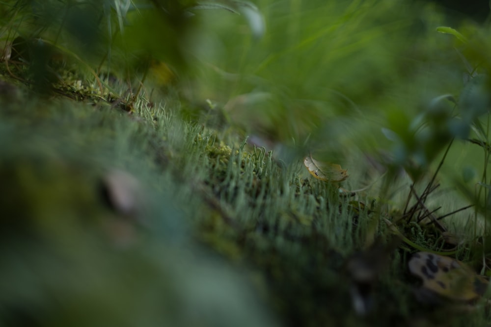 a blurry photo of a bird in the grass