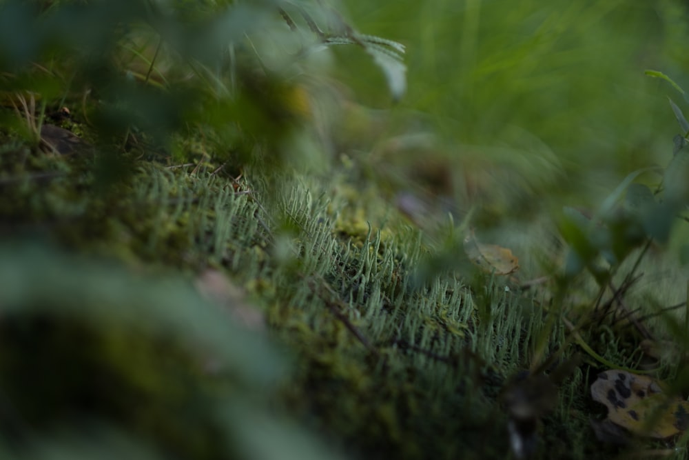 a blurry photo of grass and weeds