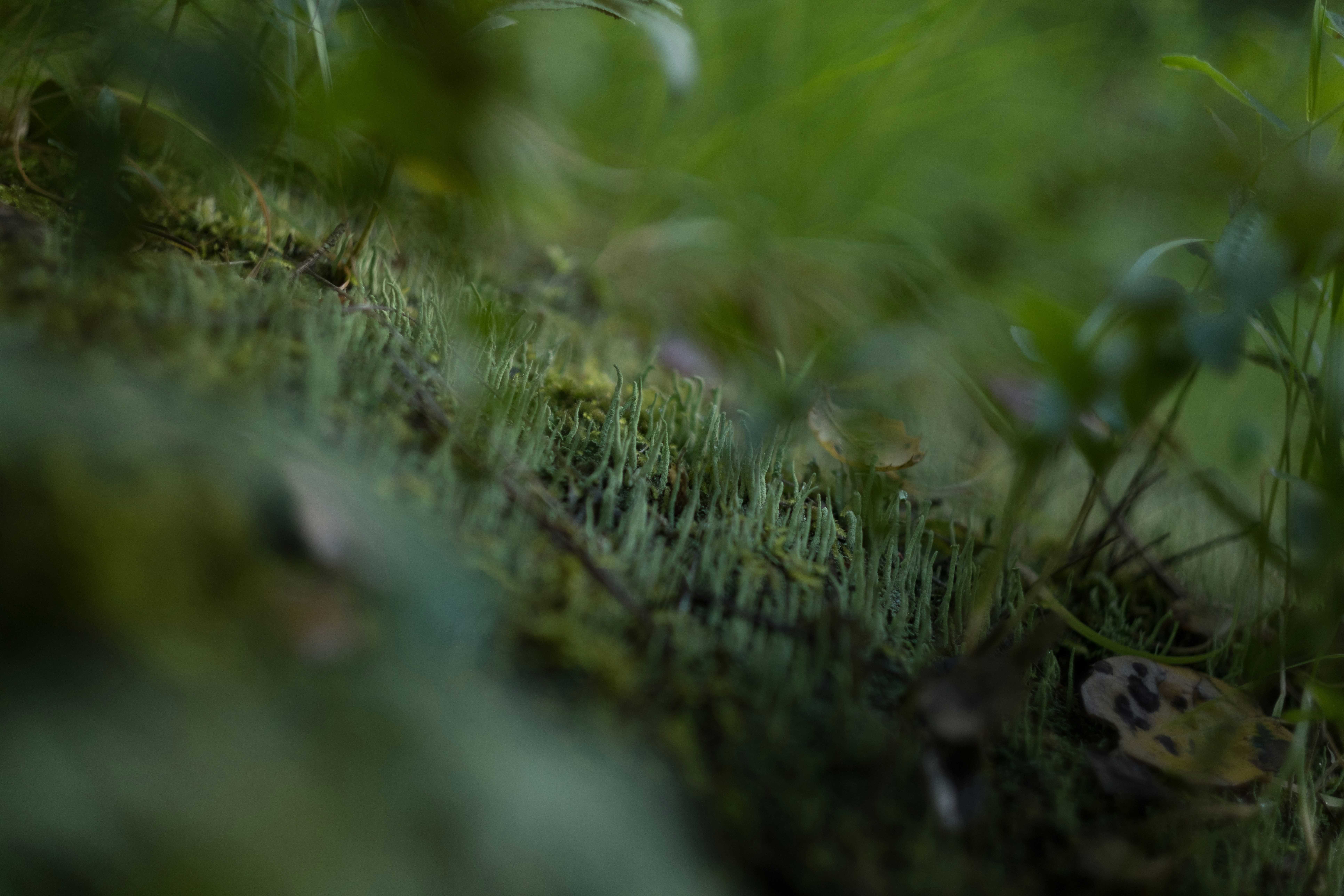 Photo by levimeirclancy