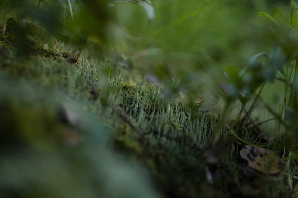 a blurry photo of grass and weeds