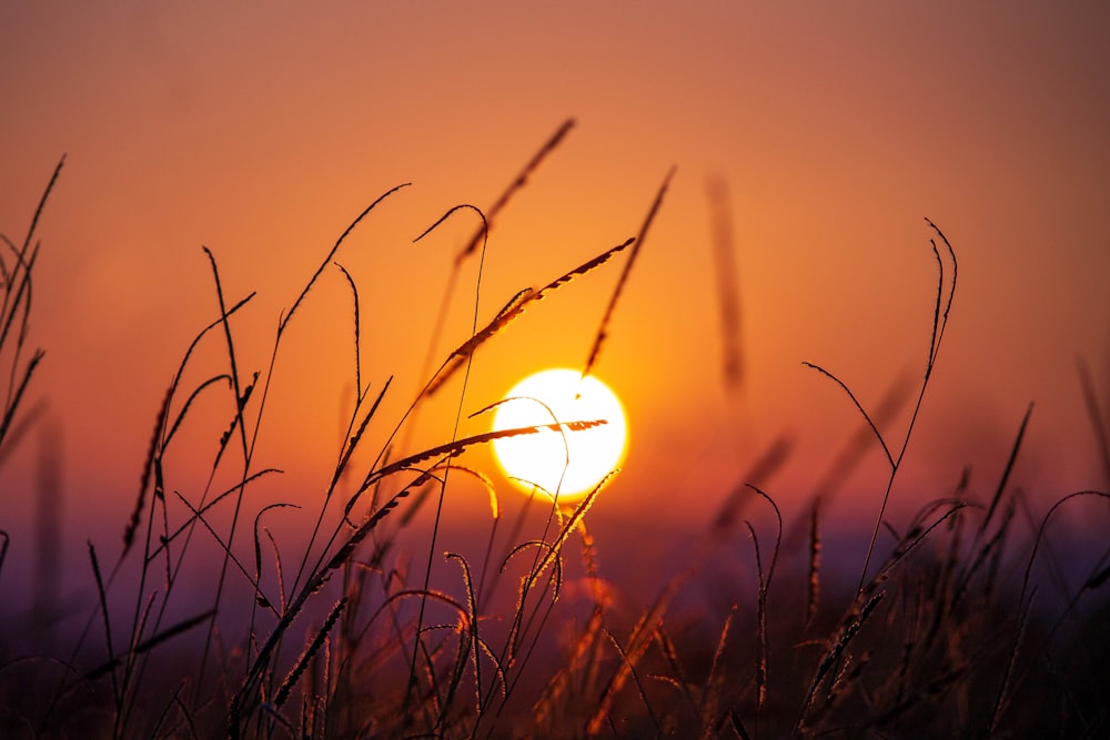 the sun is setting over a field of tall grass