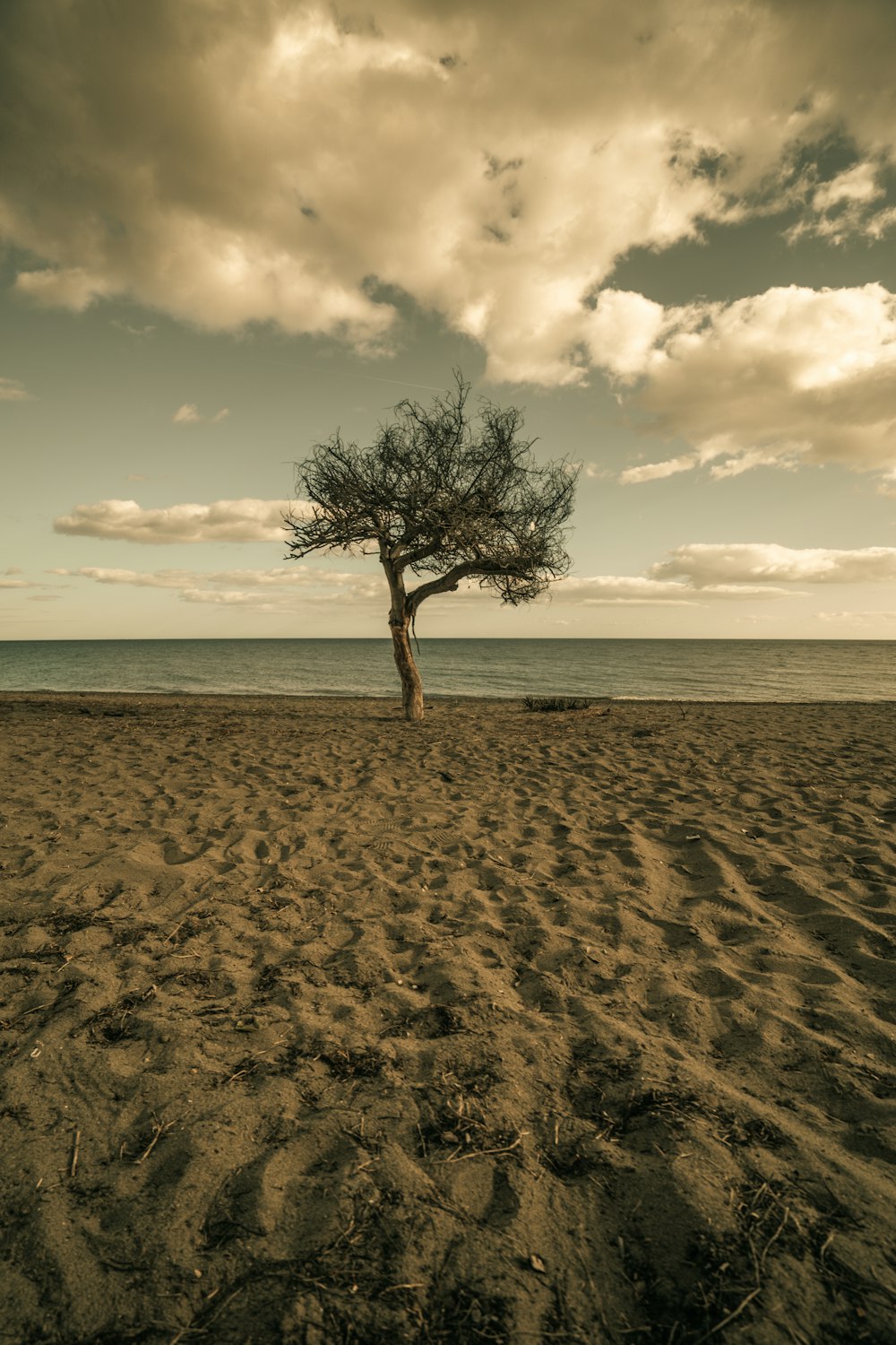 a lone tree on a sandy beach under a cloudy sky