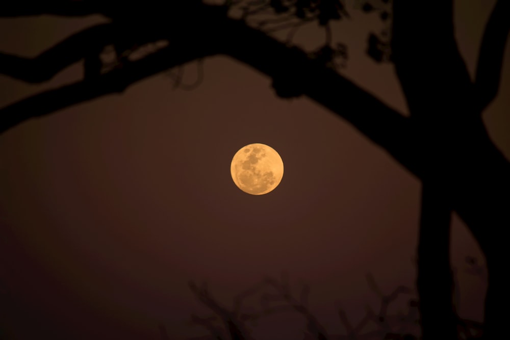 a full moon seen through the branches of a tree