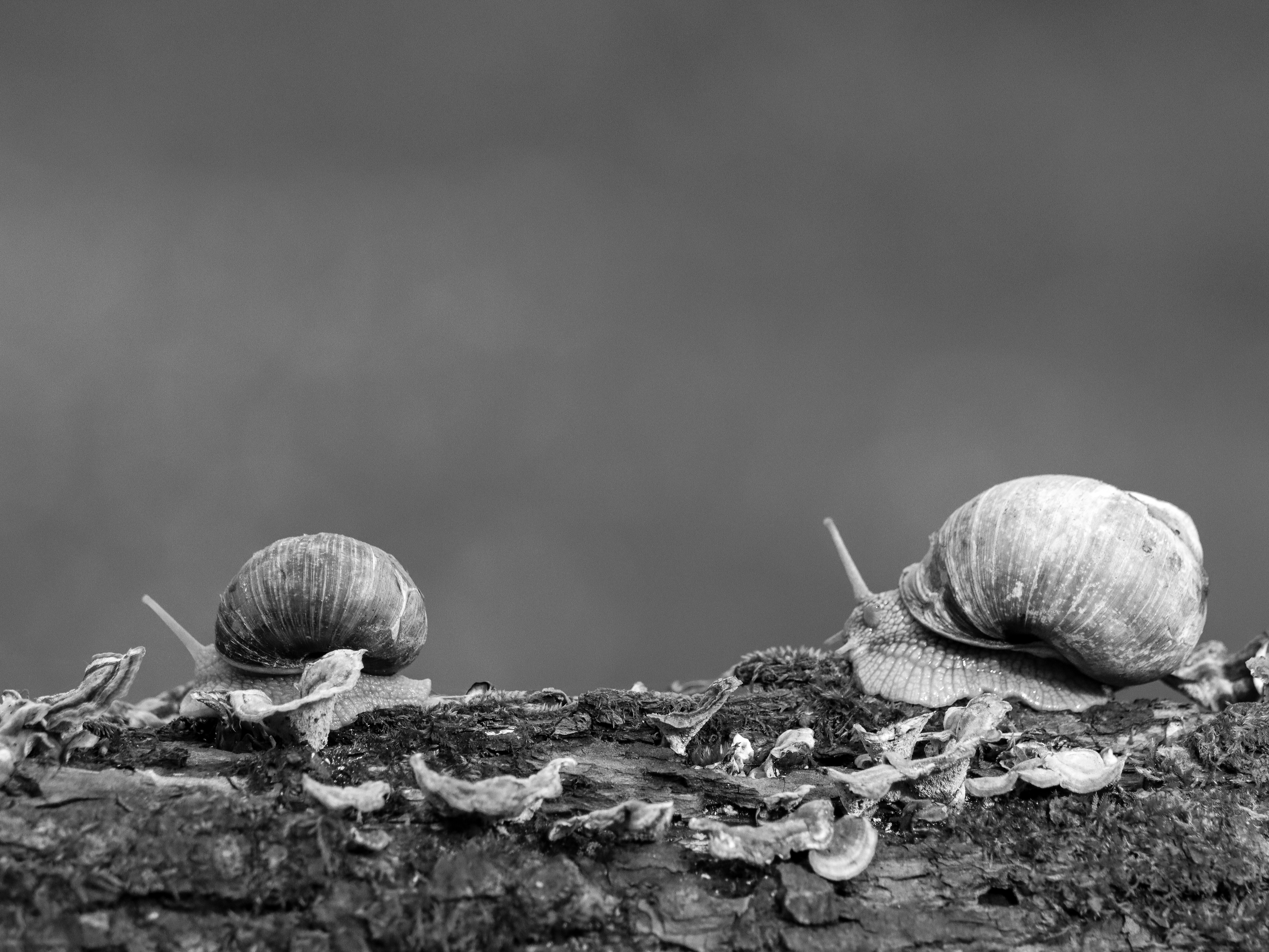 two snails are sitting on a tree branch