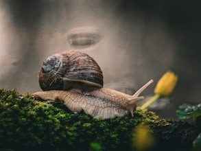 Slow Living: Entschleunigung für die Seele