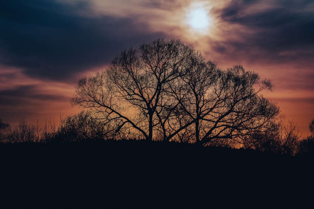 a tree is silhouetted against a cloudy sky