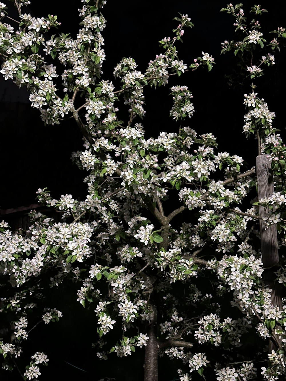 a tree with white flowers in front of a black background