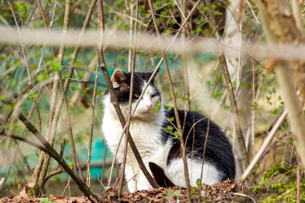 a black and white cat sitting in the woods