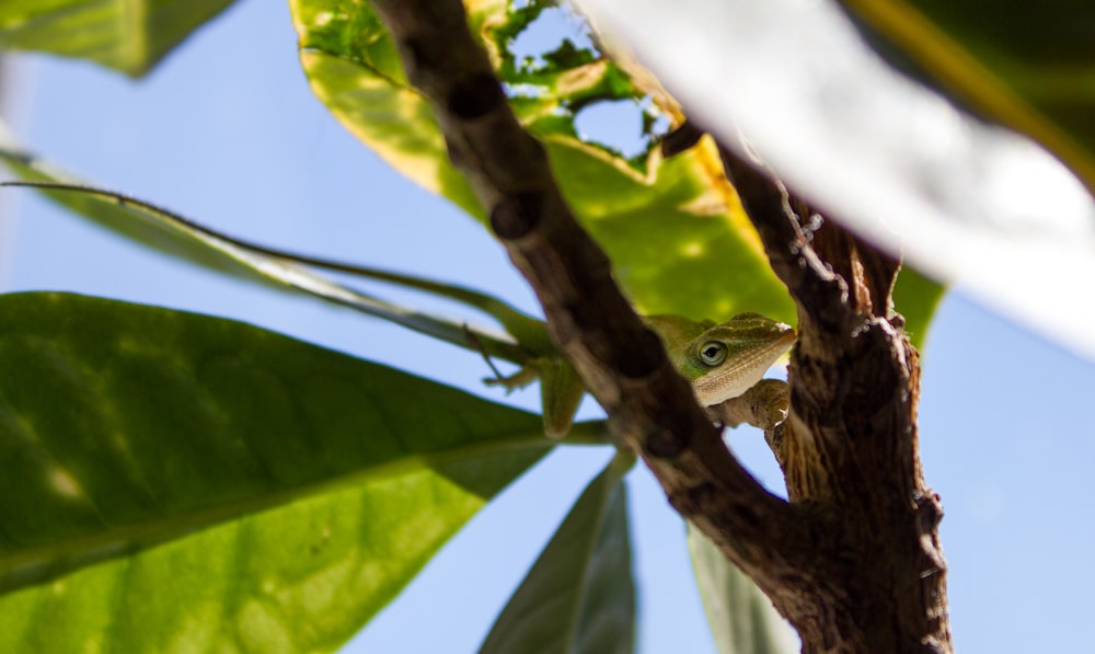 a small lizard sitting on a tree branch