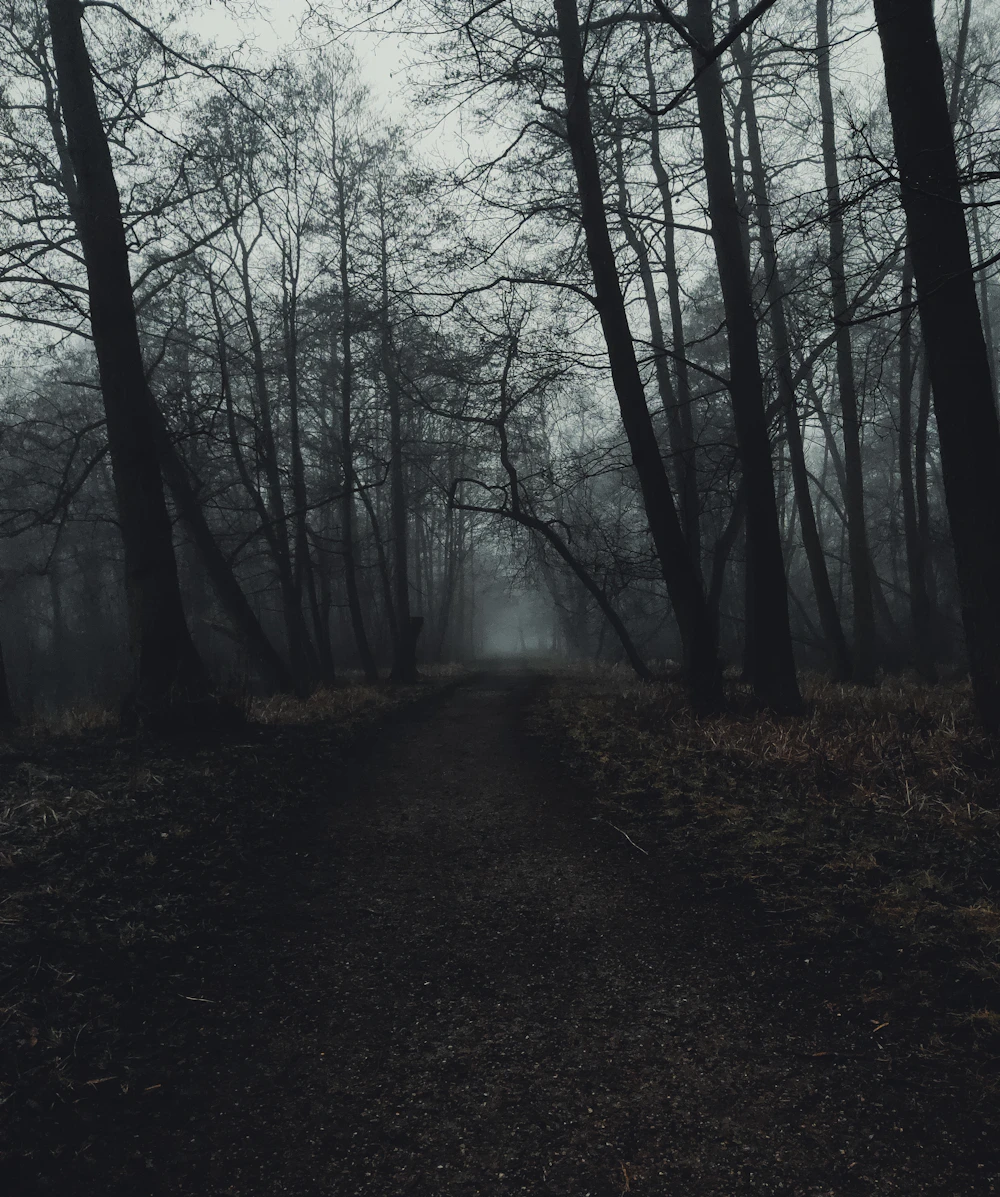 Camino oscuro en un bosque para representar sueños de persecución