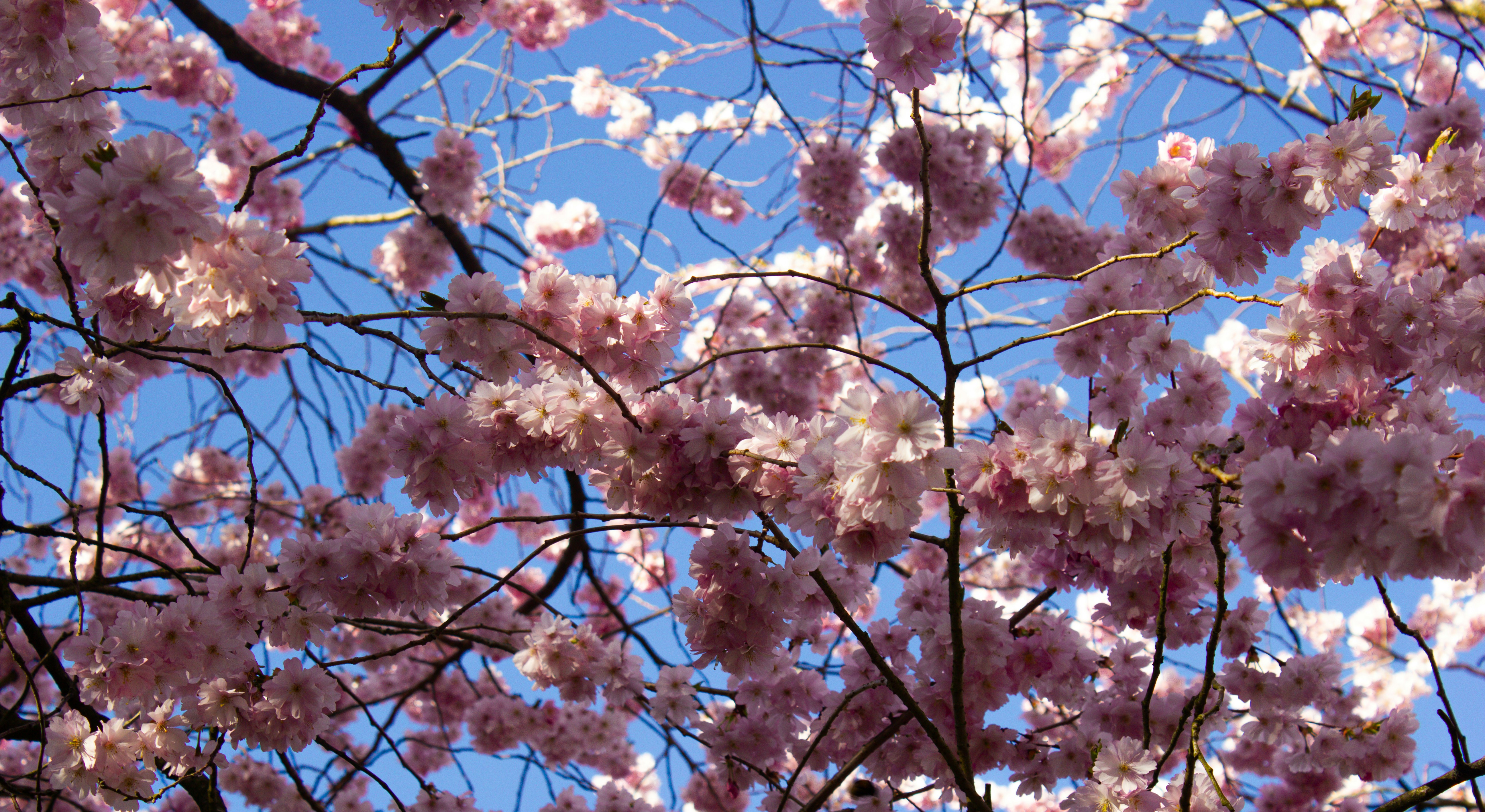 a tree with lots of pink flowers on it