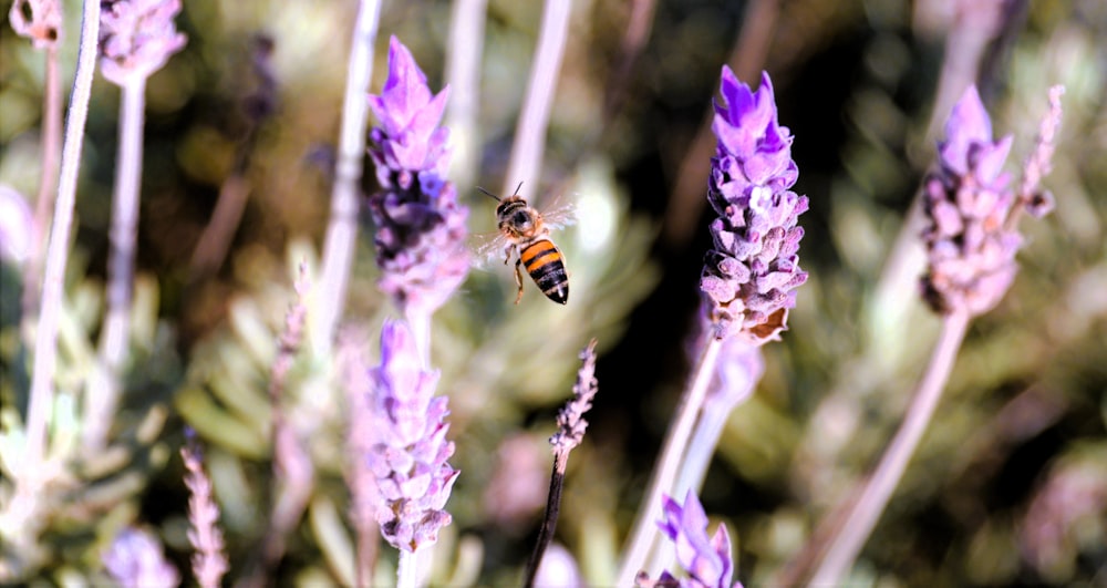 a bee that is sitting on some purple flowers