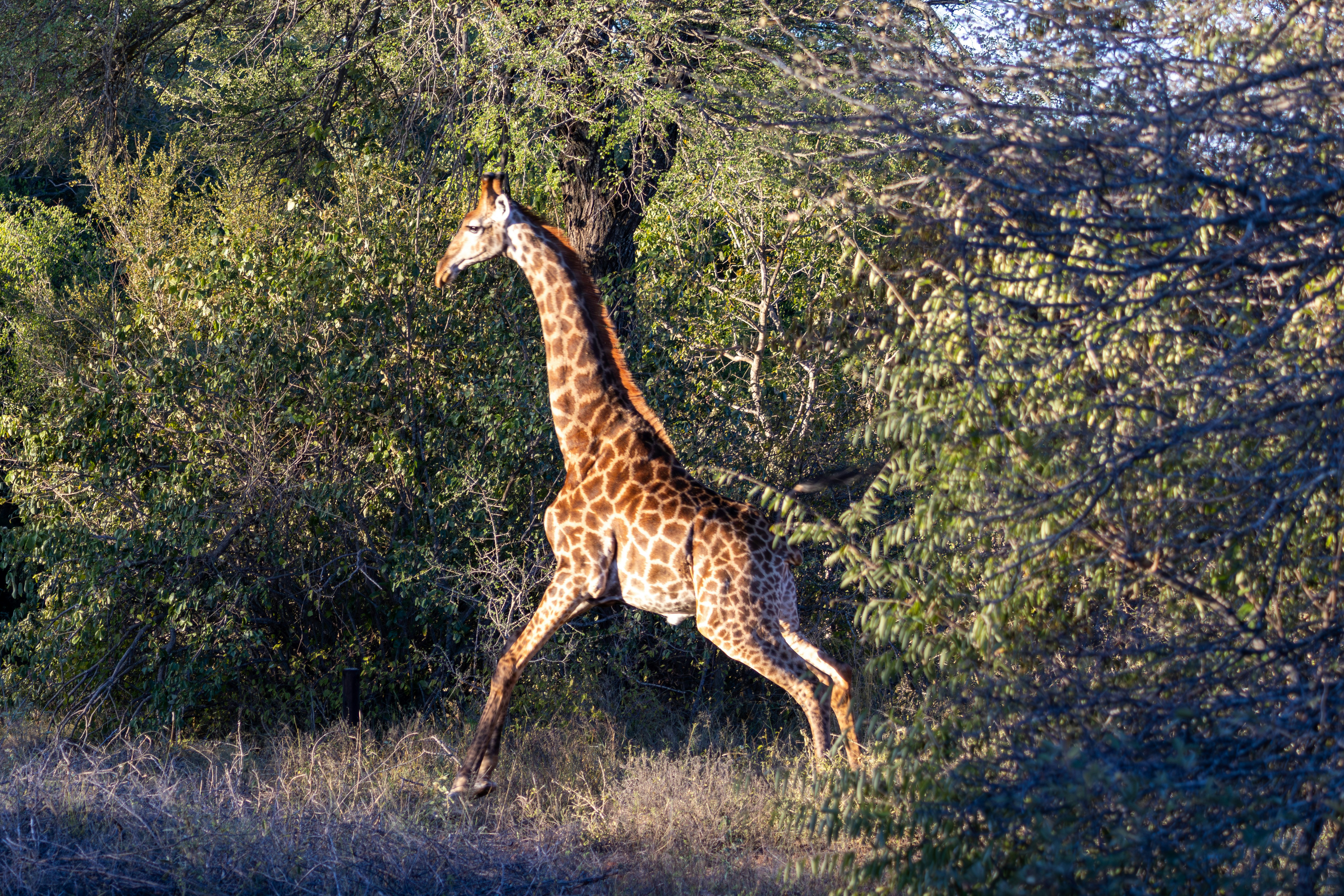 They Can Run Faster Than Most Cars in a School Zone (image credits: unsplash)