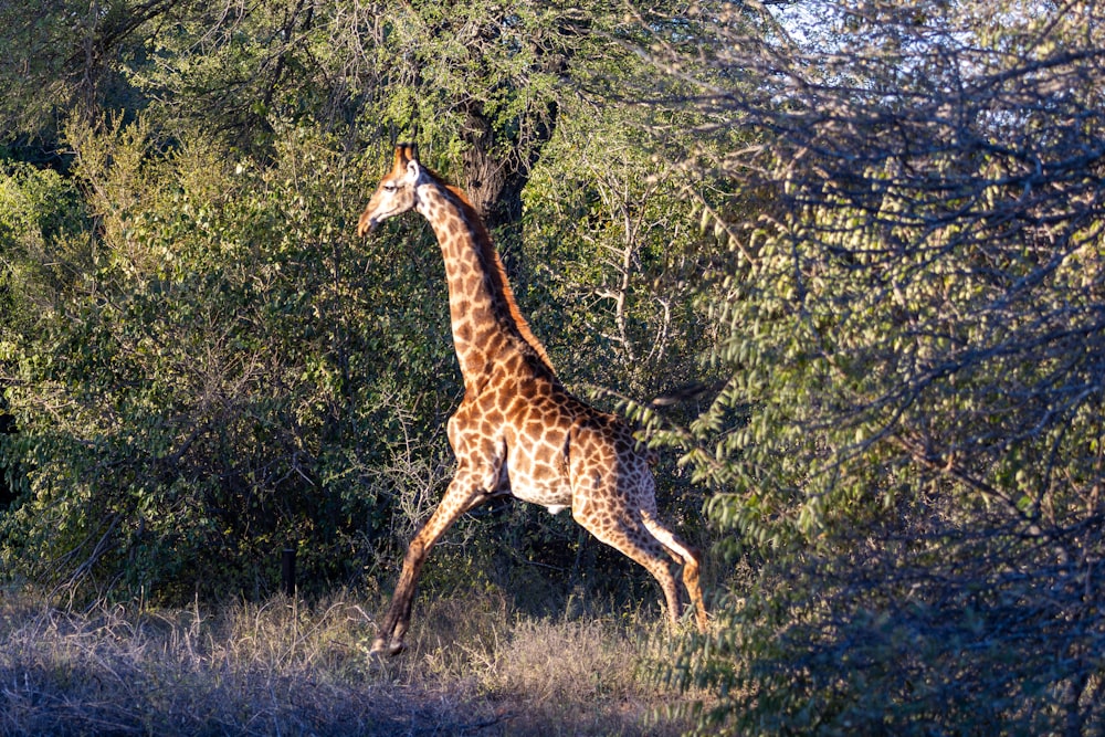 a giraffe is walking through the trees in the wild